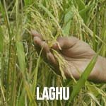 Laghu